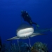 shark_reef_caribbean_bc1_jar_v_0135_cub1792.jpg